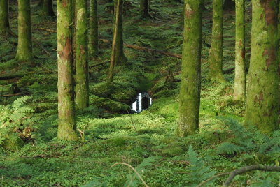 wood sorrel moss and forest bog.jpg