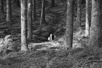 wood sorrel moss and forest bog BW.jpg