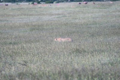 Cheetah hunting.jpg