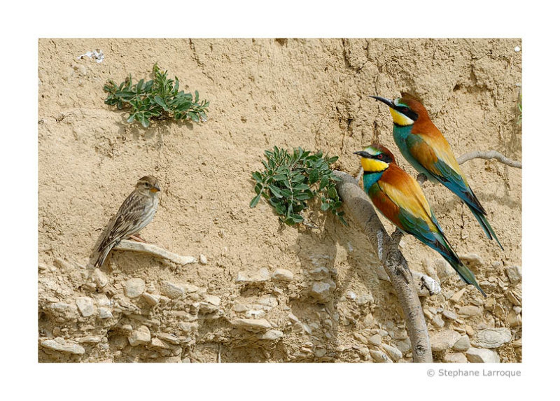 Guepiers dEurope - European Bee-eater