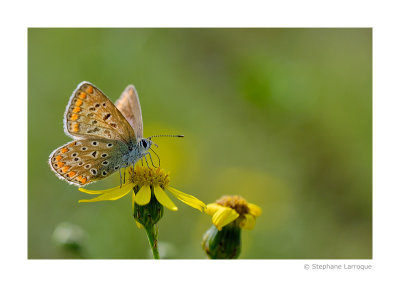 Macro / Papillons