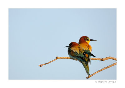 Guepiers d'Europe - European Bee-eater