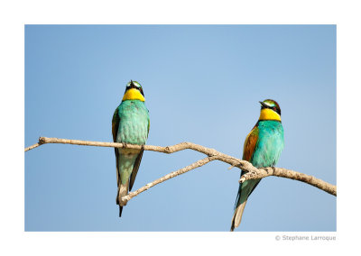 Guepiers d'Europe - European Bee-eater