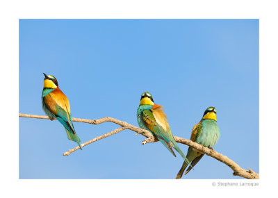 Guepiers d'Europe - European Bee-eater