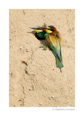 Guepiers d'Europe - European Bee-eater