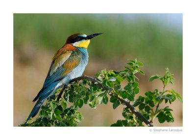 Guepiers d'Europe - European Bee-eater