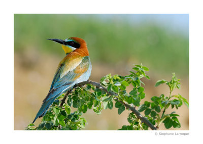 Guepiers d'Europe - European Bee-eater