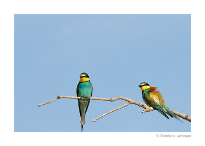 Guepiers d'Europe - European Bee-eater