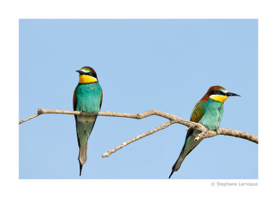 Guepiers d'Europe - European Bee-eater