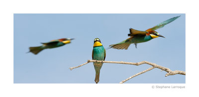 Guepiers d'Europe - European Bee-eater