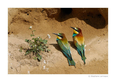 Guepiers d'Europe - European Bee-eater