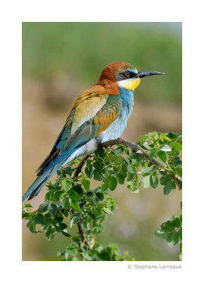 Guepiers d'Europe - European Bee-eater