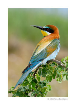 Gupiers d'Europe - European Bee-eater