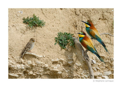 Guepiers d'Europe - European Bee-eater