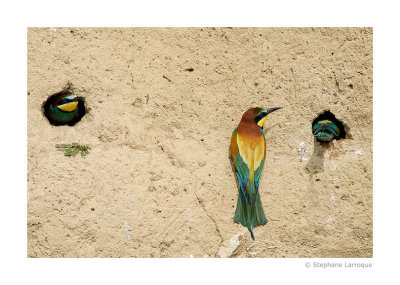 Guepiers d'Europe - European Bee-eater