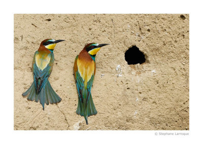 Guepiers d'Europe - European Bee-eater