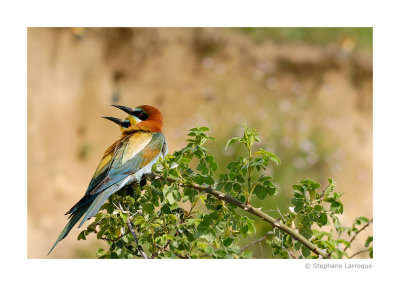 Guepiers d'Europe - European Bee-eater