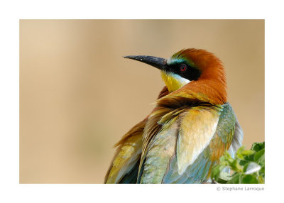 Guepiers d'Europe - European Bee-eater