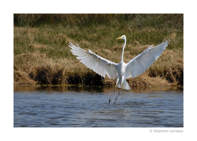 Parc ornithologique du Teich - Teich bird reseve