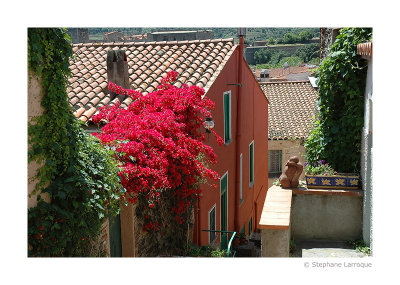 Collioure