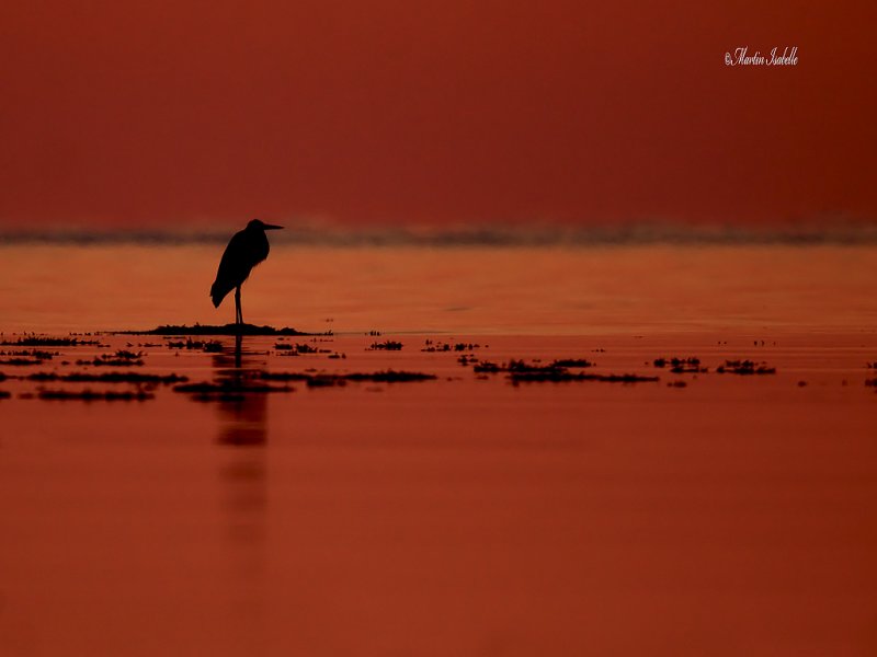 _MG_2037 heron au petit matin .jpg
