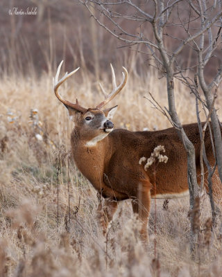 _MG_0862 Buck iles de Bouchervilles.jpg