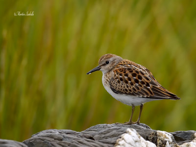 _MG_0626 bécasseau minuscule ste-flavie.jpg