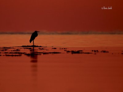 _MG_2037 heron au petit matin .jpg