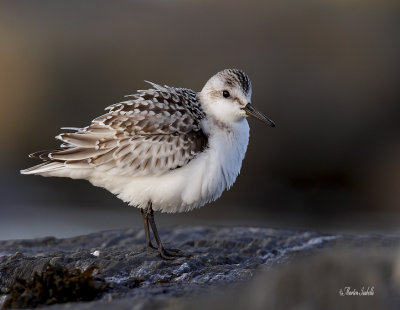 _MG_1941 bécasseau de sanderling pte au père.jpg