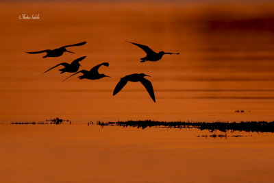 _MG_2089 quatres courlis corlieu et une barge marbre a contre-jour pte-au-pre.jpg