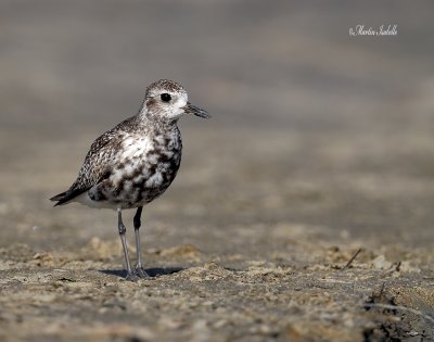 _MG_4403 pluvier argenté pte yamachiche.jpg