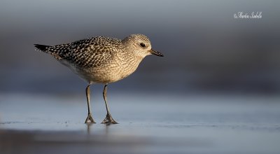 _MG_4905 Pluvier argent pte yamachiche.jpg