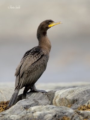 _40C9933 Cormoran a aigrettes.jpg