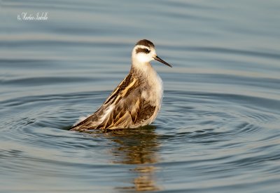 _40C2144 Phalarope a bec étroit baie du febvre .jpg