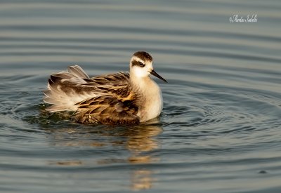 _40C2160 Phalarope a bec étroit baie du febvre .jpg