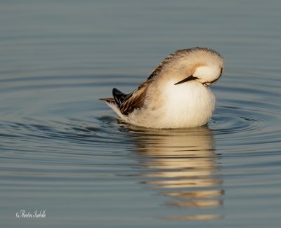 _40C2184 Phalarope a bec étroit .jpg