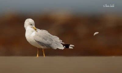 _40C1700 Goland pis la plume a Christian au vent .jpg