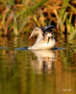 _40C2340 Phalarope a bec étroit Baie du febvre.jpg