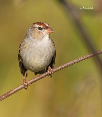 _40C6455 Bruant a couronne blanche cap tourmente.jpg