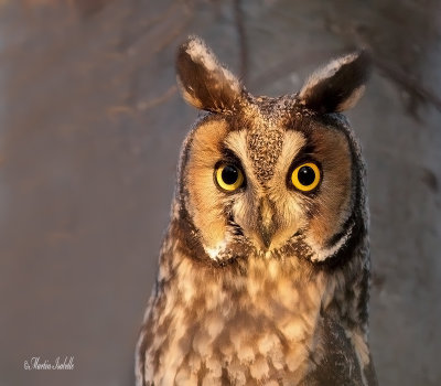 _40C3222 Hibou moyen-duc .jpg
