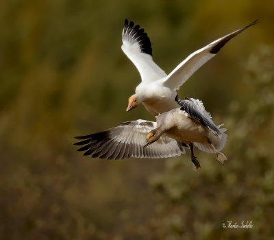 _40C6749 Duo doies des neiges.jpg