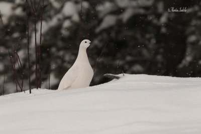 _40C5731 Lagopde des saules  .jpg