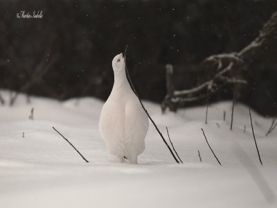 _40C5651 Lagopde des saules Chibougamau .jpg