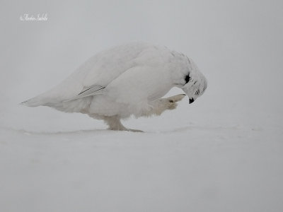 _40C5806 Lagopde Chibougamau .jpg