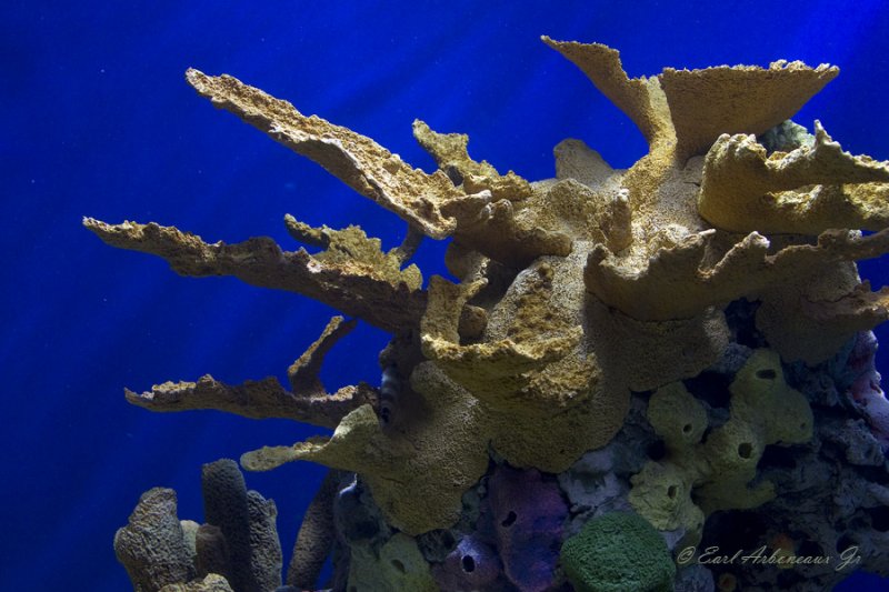 Underwater Formations