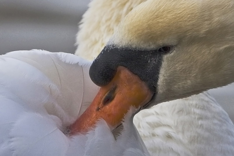  Preening Swan