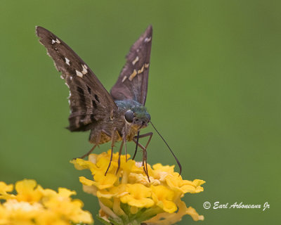 Long-Tailed Skipper No.2