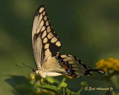 Giant Swallowtail No.2
