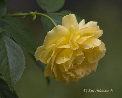 The Yellow Rose