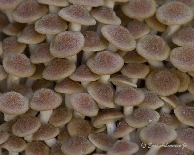 Mushroom Cluster